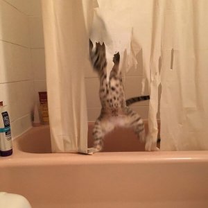 Cats Destroy Everything (5)