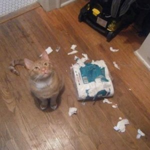 Cats Destroy Everything (6)