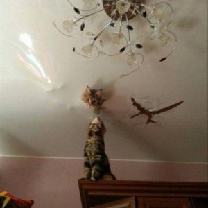 Cats Destroy Everything (7)