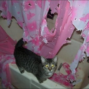 Cats Destroy Everything (8)