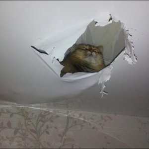 Cats Destroy Everything (9)