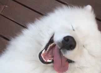 Cute Samoyed dogs will make you smile (21 GIFs)