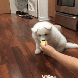 Cute Samoyed dogs (10)