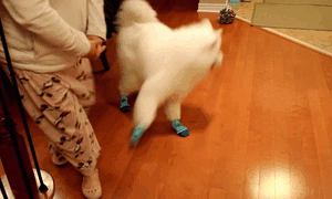 Cute Samoyed dogs (11)