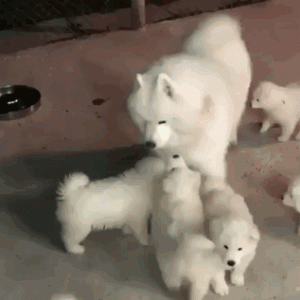Cute Samoyed dogs (12)