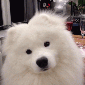 Cute Samoyed dogs (14)