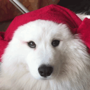 Cute Samoyed dogs (15)