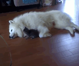 Cute Samoyed dogs (16)