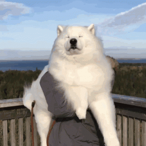 Cute Samoyed dogs (17)