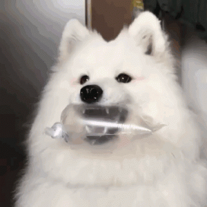 Cute Samoyed dogs (18)