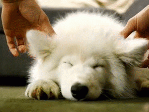 Cute Samoyed dogs (20)