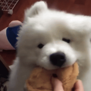 Cute Samoyed dogs (21)