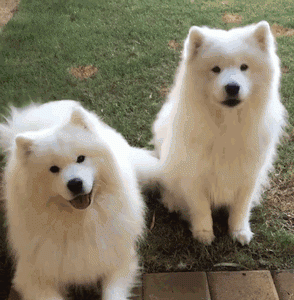 Cute Samoyed dogs (8)