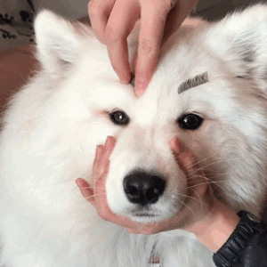 Cute Samoyed dogs (9)