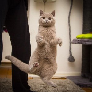 Dancing cats (1)