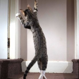 Dancing cats (10)