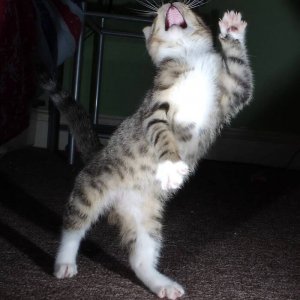 Dancing cats (11)