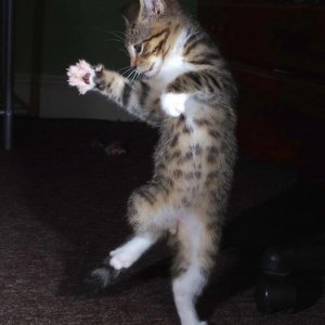 Dancing cats (12)
