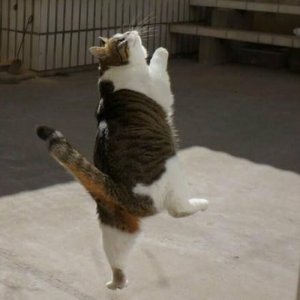 Dancing cats (13)