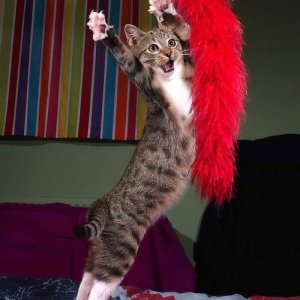 Dancing cats (14)