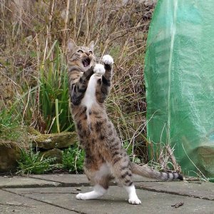 Dancing cats (15)