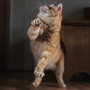 Dancing cats (16)