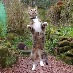 Dancing cats (17)
