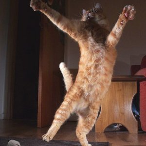 Dancing cats (18)