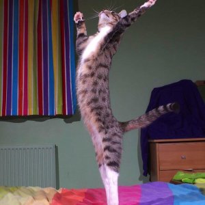 Dancing cats (19)