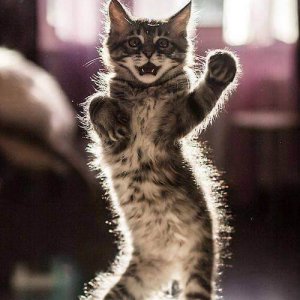 Dancing cats (2)