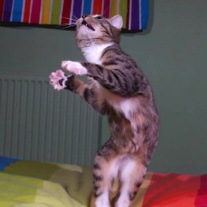 Dancing cats (20)