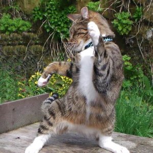 Dancing cats (21)