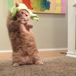 Dancing cats (22)