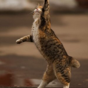 Dancing cats (3)