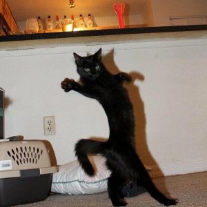 Dancing cats (4)