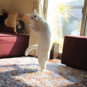 Dancing cats (5)
