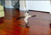 Dancing cats (21 images)