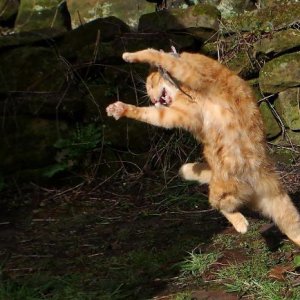 Dancing cats (7)