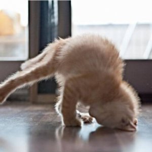 Dancing cats (8)