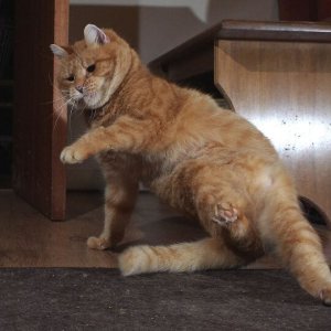 Dancing cats (9)