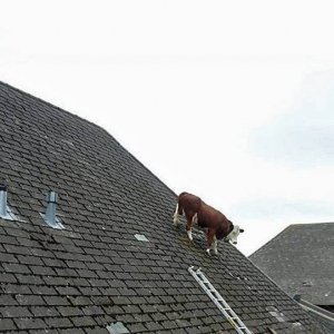 How did that get there (8)