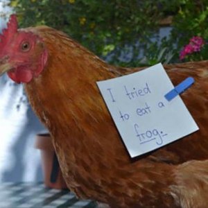 The Very Best Of Chicken Shaming (1)