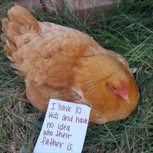 The Very Best Of Chicken Shaming (10)