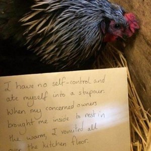 The Very Best Of Chicken Shaming (11)