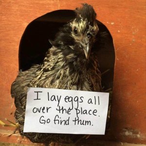 The Very Best Of Chicken Shaming (12)