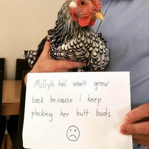 The Very Best Of Chicken Shaming (13)