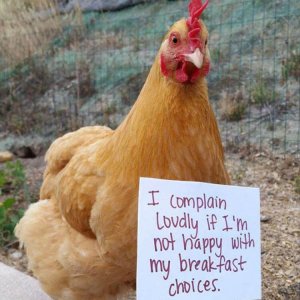 The Very Best Of Chicken Shaming (14)