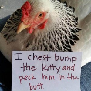 The Very Best Of Chicken Shaming (15)
