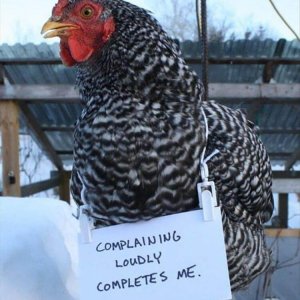 The Very Best Of Chicken Shaming (16)