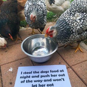The Very Best Of Chicken Shaming (17)